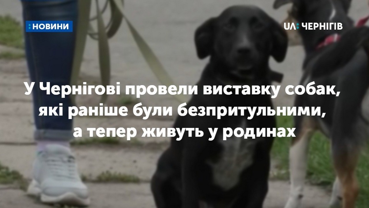 У Чернігові провели виставку собак, які раніше були безпритульними, а тепер живуть у родинах