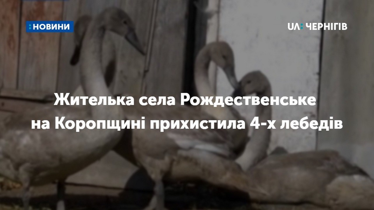 Жителька села Рождественське на Коропщині прихистила 4-х лебедів: до весни вони житимуть у неї