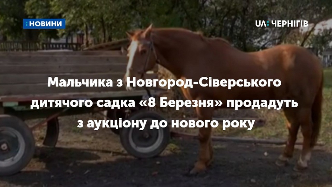 Доля Мальчика: що робитимуть із конем, якого новгород-сіверські чиновники хотіли здати на м’ясо